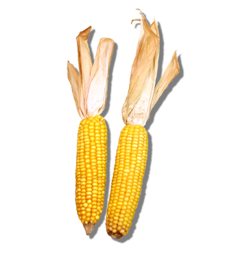 Maiskolben Mais