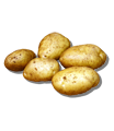 Kartoffeln Kartoffel